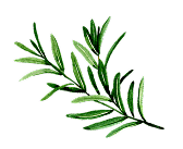 Rosmarin Aquarell Illustration grün Rosmarinzweig in grüner Aquarell-Illustration