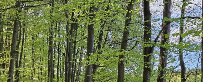 Waldweg als Symbol für MBSR-Stressreduktion und Achtsamkeit