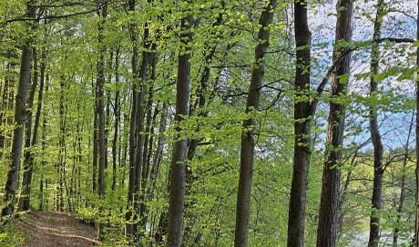 MBSR-Stressreduktion durch Achtsamkeit in der Natur