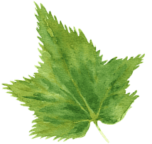 Grünes Ahornblatt in Aquarell-Illustration