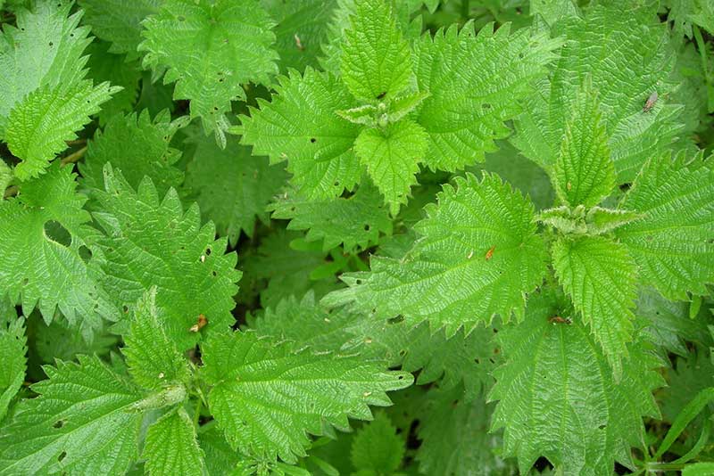 Brennnessel – kraftvolles heimisches Wildkraut Brennnessel (Urtica dioica) – heimisches Wildkraut aus unserer Wildkräutersammlung