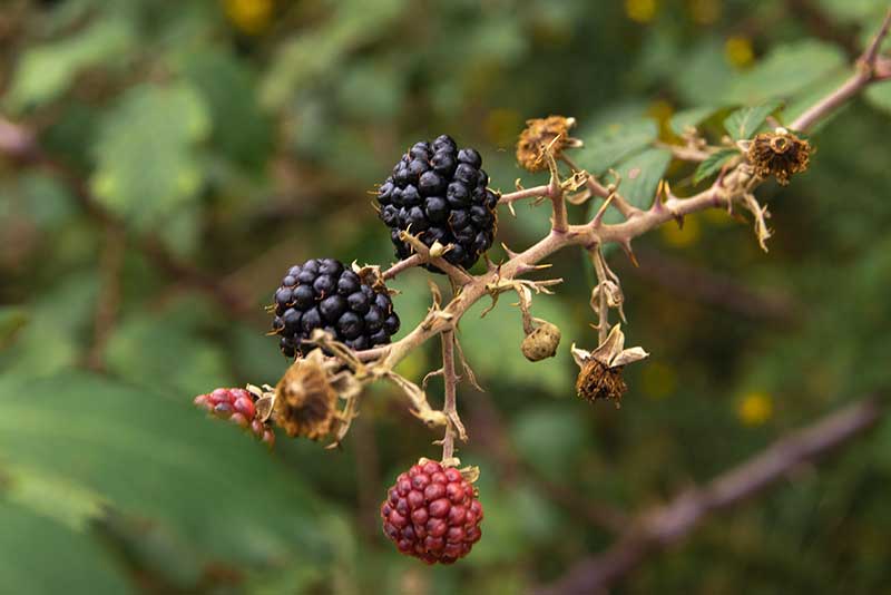 Brombeere – wilde Vitaminquelle Brombeere mit reifen Früchten – heimische Wildfrucht aus der Wildkräutersammlung