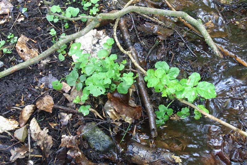 Brunnenkresse – scharfes Wildkraut aus klaren Gewässern Brunnenkresse am Bachufer – würziges Wildkraut aus unserer Wildkräutersammlung