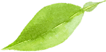 Gruenes Blatt Aquarell Illustration Einzelnes grünes Blatt in Aquarell-Illustration