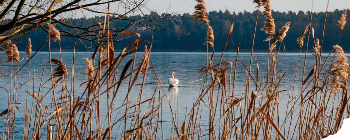 fasten-stille-rueckzug-natur Fasten + Stille am ruhigen See mit Schwan