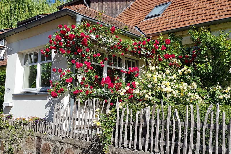 Fastenhof Behm mit blühenden Rosen im Garten