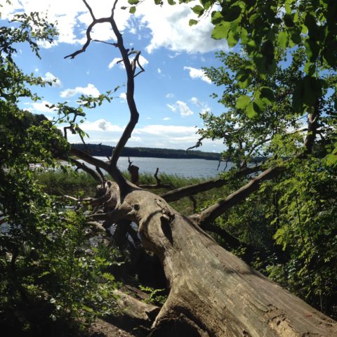 Fastenhof - Baumstamm am See