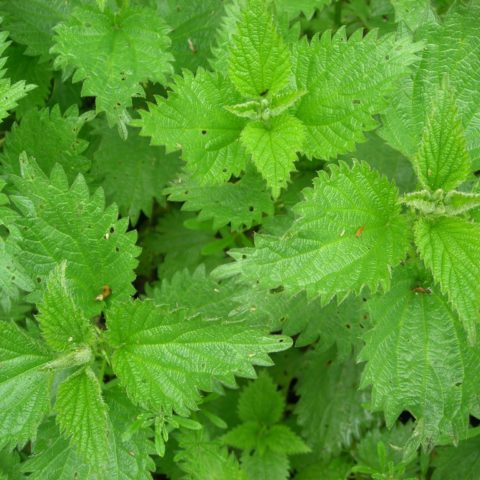 Fastenhof - Brennessel