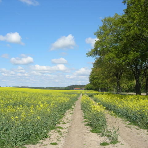 Fastenhof - Feldweg mit Raps