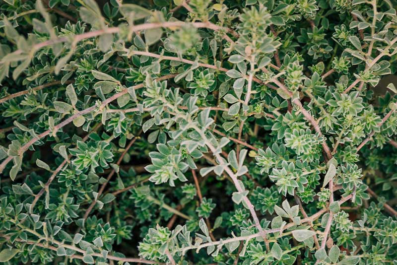 Feld-Thymian – duftendes Heilkraut der Wiesen Feld-Thymian (Thymus serpyllum) – aromatisches Wildkraut unserer Wildkräutersammlung