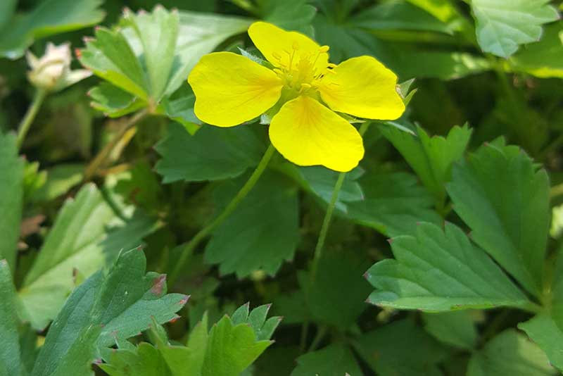 Frauenmantel – traditionelles Wildkraut Frauenmantel mit gelber Blüte – heimisches Wildkraut aus der Sammlung