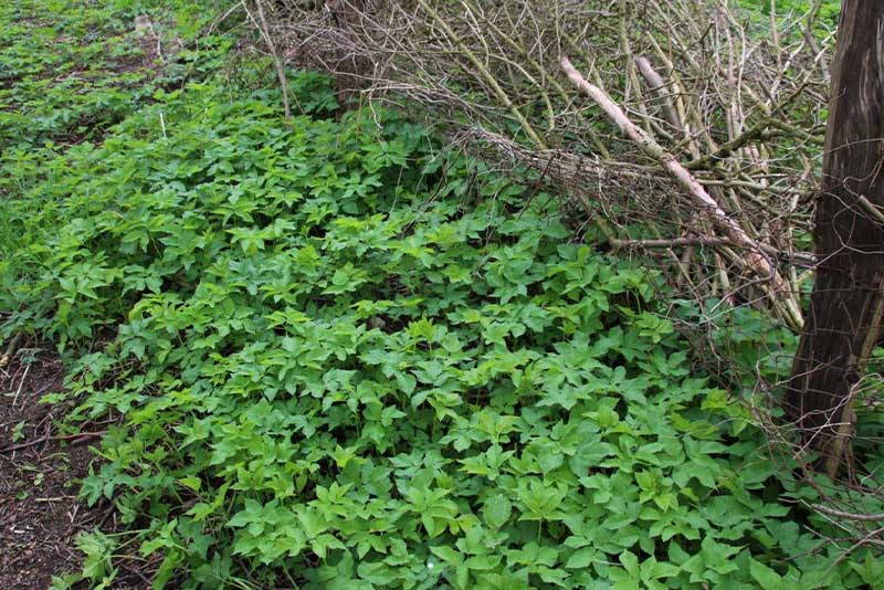 Giersch – unterschätztes Wildgemüse Gierschbestand im Wald – essbares Wildkraut aus unserer Wildkräutersammlung