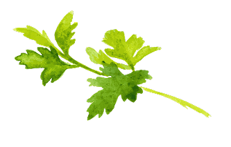 Petersilie Aquarell Illustration grün Petersilienzweig in grüner Aquarell-Illustration