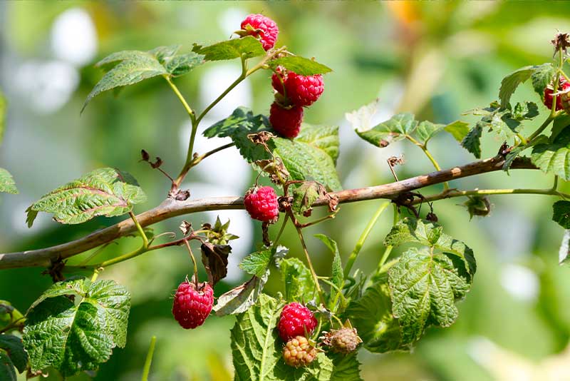 Himbeere – süße Wildfrucht Reife Himbeeren am Strauch – heimische Wildfrucht aus unserer Sammlung