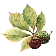 Kastanie Aquarell Illustration grün braun Kastanienblätter mit brauner Kastanie in Aquarell-Illustration