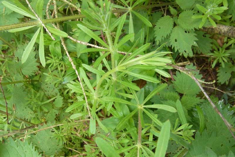 Kletten-Labkraut – haftendes Waldkraut Kletten-Labkraut (Galium aparine) – heimisches Wildkraut
