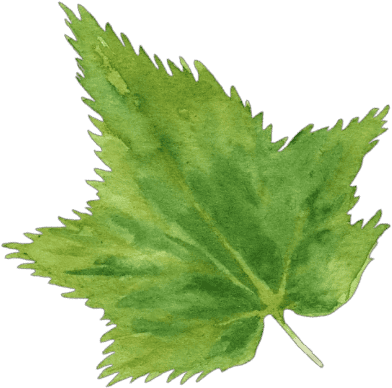 Ahornblatt Aquarell gruen Grünes Ahornblatt in Aquarell-Illustration