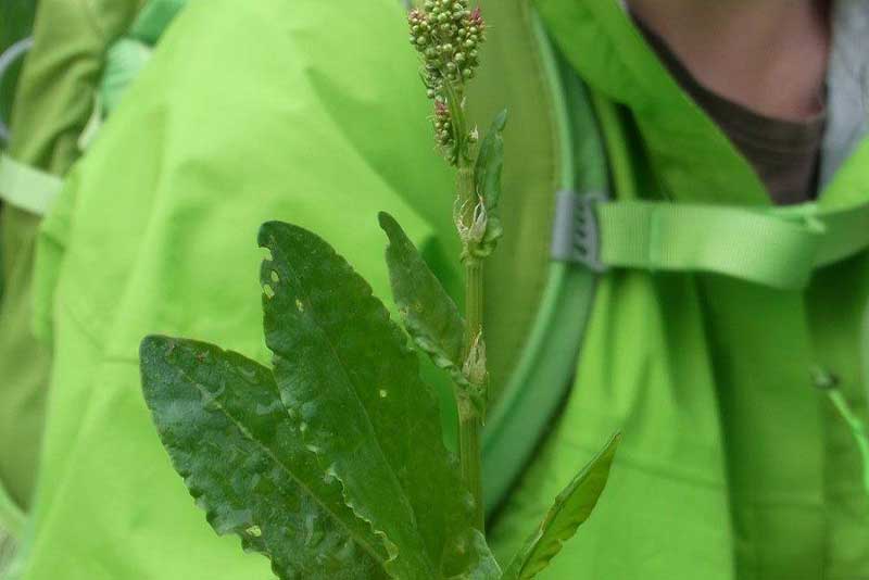 Sauerampfer – erfrischend säuerliches Wildkraut Sauerampfer (Rumex acetosa) – säuerliches Wildkraut aus unserer Wildkräutersammlung