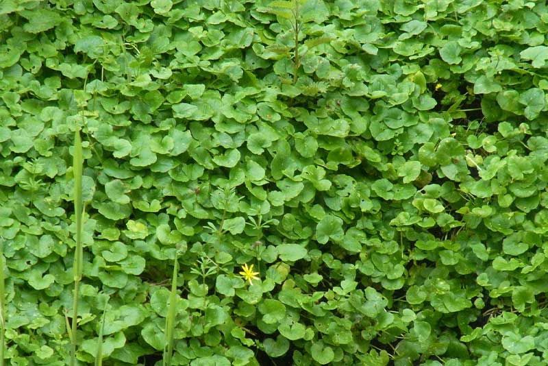 Scharbockskraut – Frühlingsbote im Wald Scharbockskraut mit gelber Blüte – Wildkraut aus der Frühlingssammlung