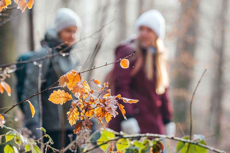 Teilnehmerinnen beim Shinrin-Yoku im herbstlichen Wald