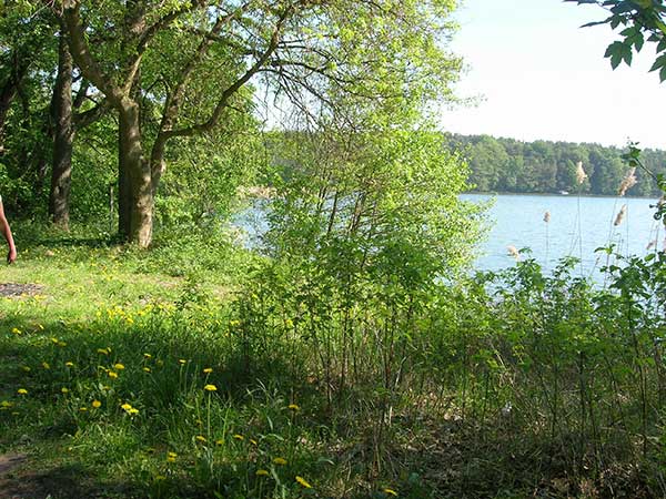 Seeufer im Wald beim Shinrin-Yoku Waldbaden
