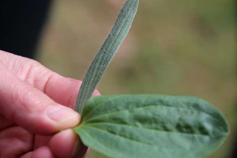 Spitz- und Breitwegerich – vielseitige Wildkräuter Spitzwegerich und Breitwegerich – zwei heimische Wildkräuter im Vergleich