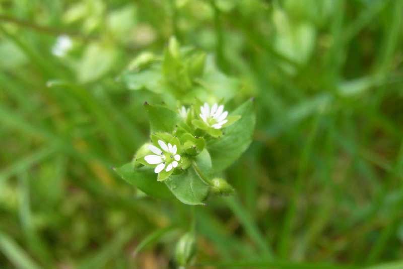 Vogelmiere – mildes Wildgemüse Vogelmiere mit kleiner weißer Blüte – zartes Wildkraut
