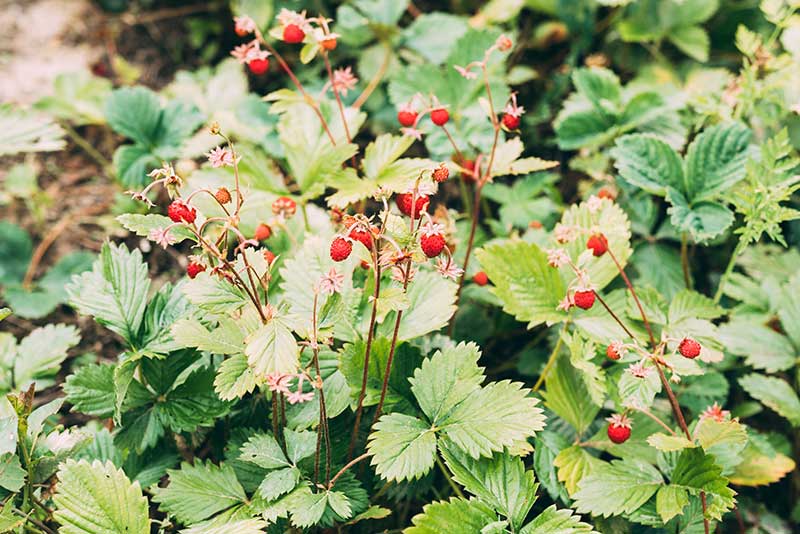 Wald-Erdbeere – aromatische Wildfrucht Wald-Erdbeere mit roten Früchten – heimische Wildfrucht