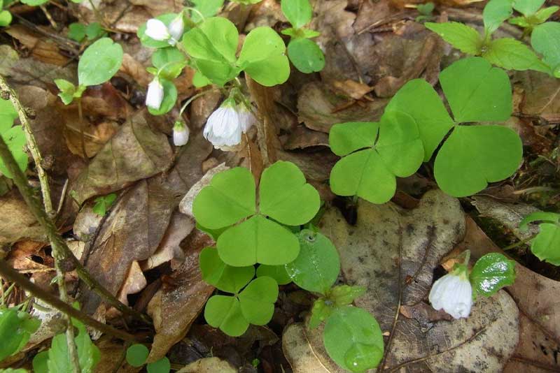 Wald-Sauerklee – säuerliche Waldpflanze Wald-Sauerklee (Oxalis acetosella) – kleeblättriges Wildkraut im Wald