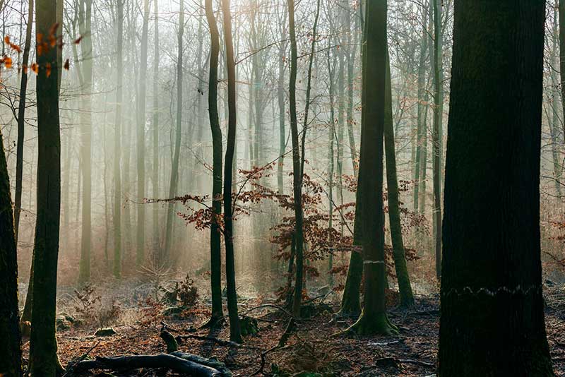 Stiller Wald mit Lichtstrahlen – Orientierung beim Fasten finden