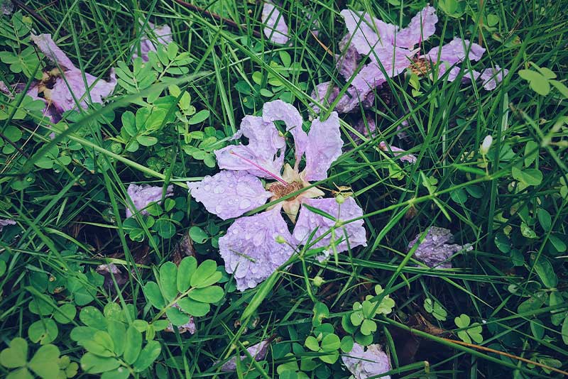 Wilde Malve – zarte Wildblume Wilde Malve mit violetter Blüte – heimische Wildpflanze