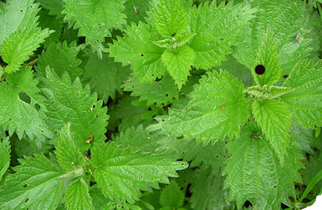 Wildkräuter Titelbild Wildkräutersammlung – heimische Wildpflanzen