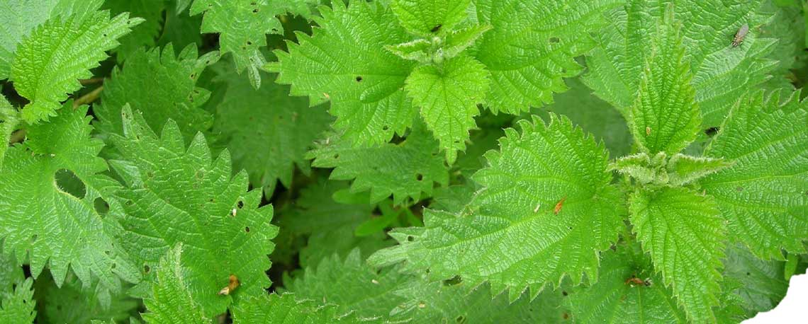 Wildkräuter Titelbild Wildkräutersammlung – heimische Wildpflanzen